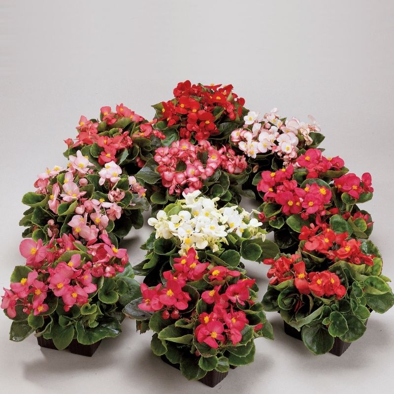 Ambassador Begonia Flower Seeds – Heirloom, Non-GMO Flower Seeds for Planting - Begonia for planting in home garden