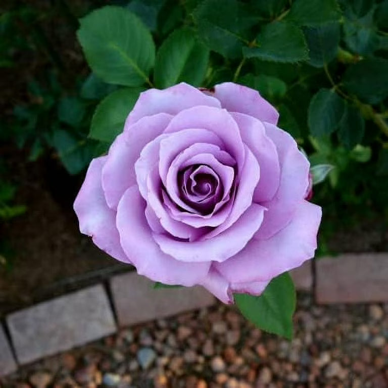 Sterling Silver Rose Seeds for Planting – Heirloom, Non-GMO Flower Garden Seeds