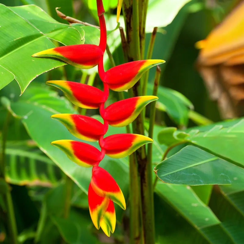 False Bird of Paradise Flower Seeds – Heirloom Non-GMO Seeds for Tropical and Ornamental Garden Planting