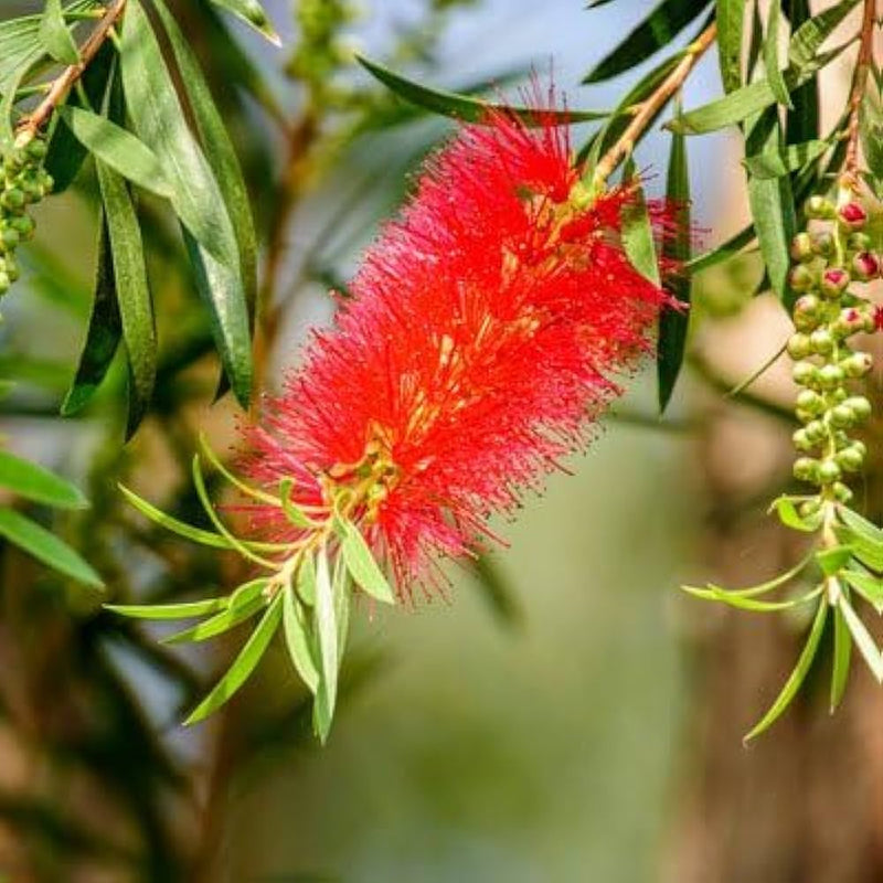 Heirloom Non-GMO Callistemon Flower Seeds for Vibrant Red Bottlebrush Garden Planting for planting in home garden