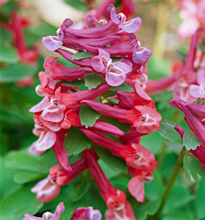 Corydalis Plant Seeds for Planting - 100 pcs seeds for planting in home garden