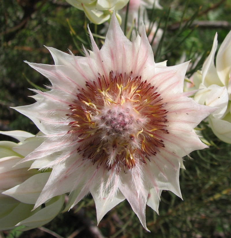 Serruria Flower Seeds for planting in home garden