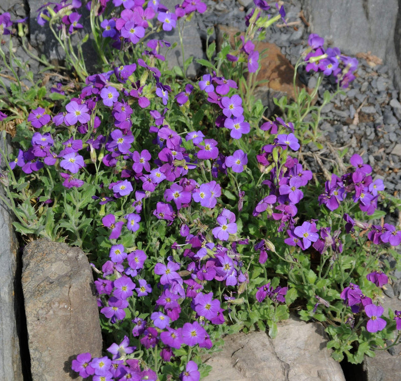 Heirloom Non-GMO Aubrieta Flower Seeds for Planting for planting in home garden