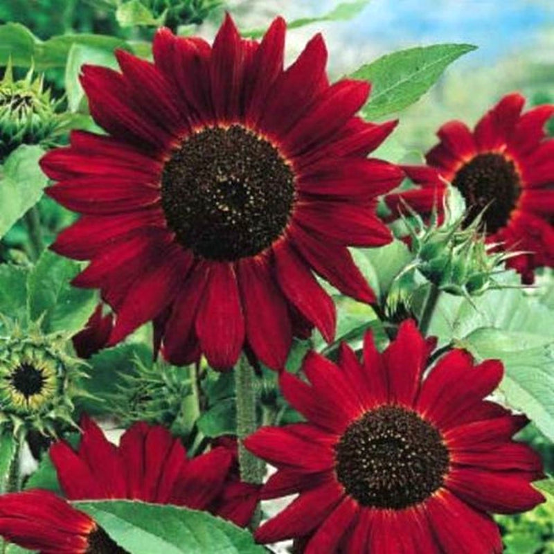 Red (Red scientific name) for planting in garden