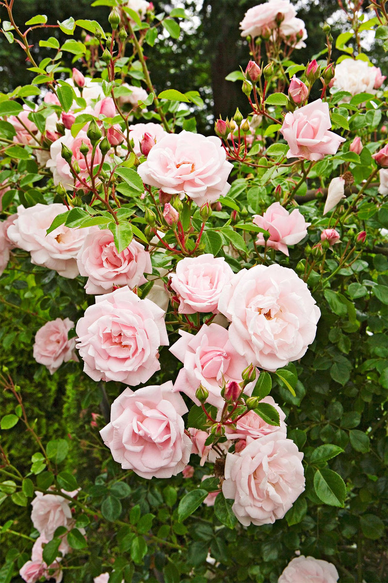 Heirloom Climbing Rose Flower Seeds for Planting – Non-GMO Seeds for Vertical Gardens