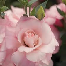 Echo Flower Seeds for Planting, Heirloom, Non-GMO, 100 pcs for planting in home garden