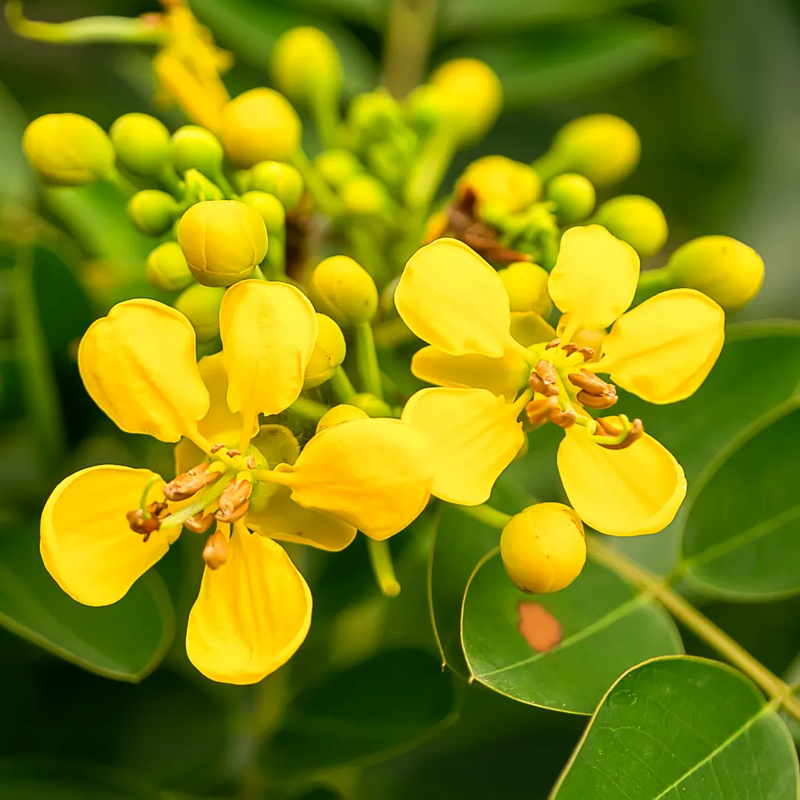 Cassia Flower Seeds for Planting, Heirloom, Non-GMO, 100 pcs