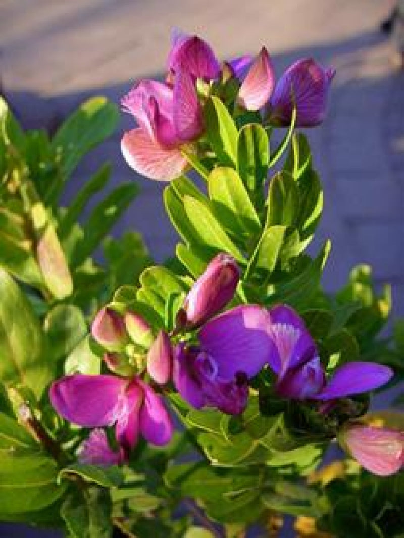 September Bush Flower Seeds Heirloom Non GMO Planting - 100 pcs