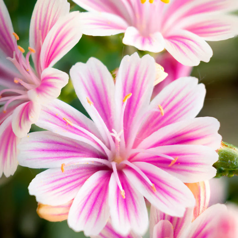 Heirloom Lewisia Flower Seeds for Garden Planting, Non-GMO, Rock Garden Perennial Blooms
