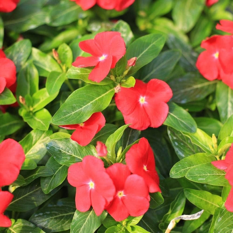 Red (Red scientific name) for planting in garden