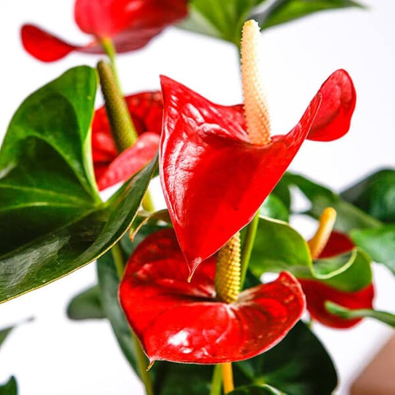Anthurium Flower Seeds for Planting, Heirloom, Non-GMO, 100 pcs for planting in home garden