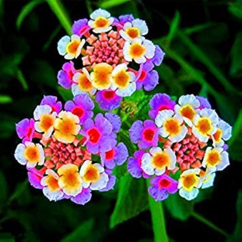Mixed Lantana Camara Flower Seeds – Organic, Heirloom, Non-GMO Seeds for Planting for planting in home garden