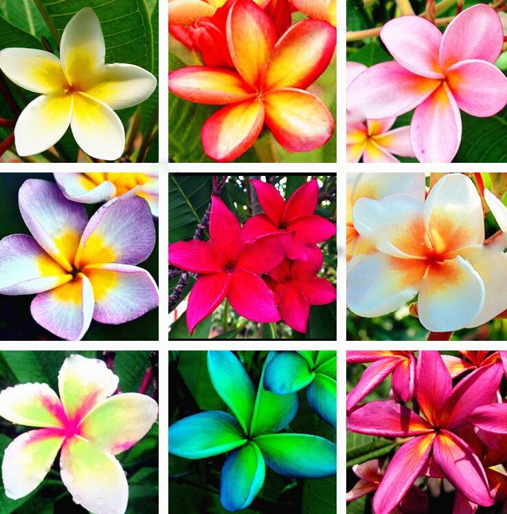 Mixed Egg Flower Seeds for Garden Planting for planting in home garden