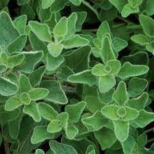 Vulgare Plant Seeds Scientific Name Placeholder for planting in home garden