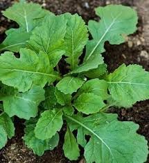 Wasabi Eutrema japonicum seeds for garden planting