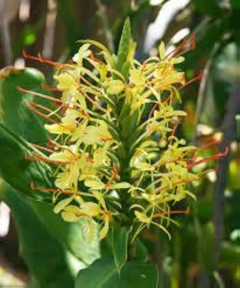 Yellow Fragrant Flower Seeds for Planting - NON GMO Seeds for planting in home garden