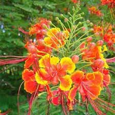 Caesalpinia Flower Seeds Heirloom Non GMO Planting - 100 pcs