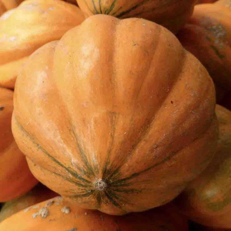 Amish Pie Squash Vegetable Seeds for Planting - heirloom & Non-GMO Garden Seeds