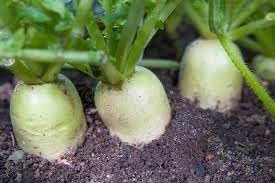 Radish Green Meat Vegetable Seeds for Planting - 100 Pcs pcs