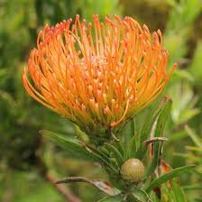 Leucospermum Flower Seeds for Planting 100 pcs seeds for planting in home garden