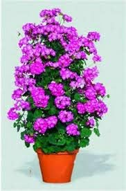 Violet Climbing Geranium Flower Seeds for planting in home garden