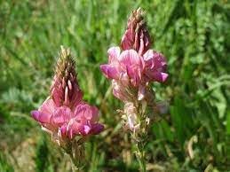 Flower (Flower scientific name) for planting in garden