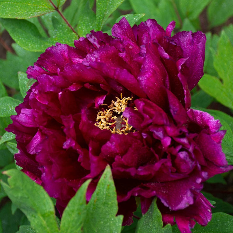 Suffruticosa Flower Seeds – Heirloom Non-GMO Seeds for Compact and Formal Garden Planting
