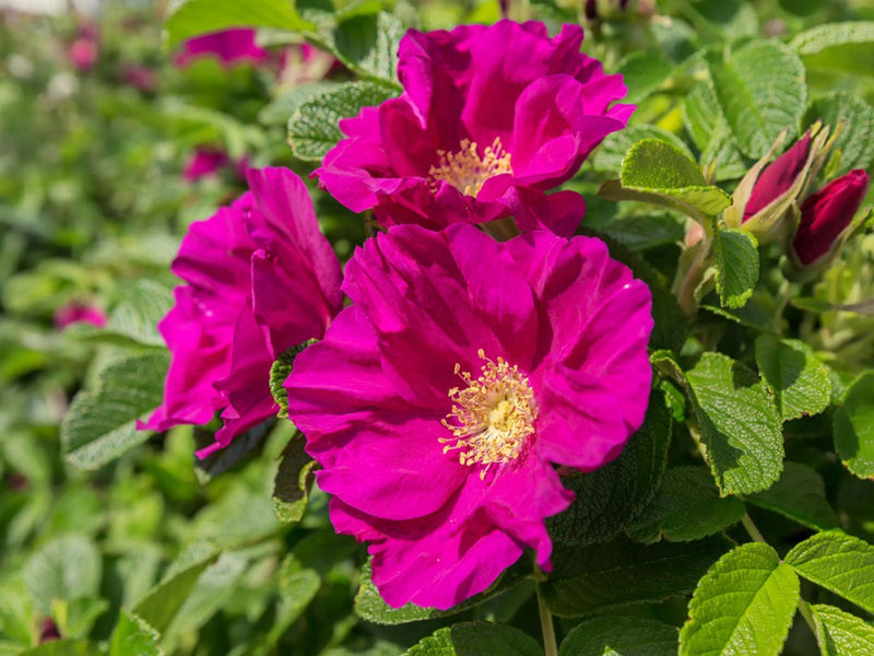 Rugosa Rose Heirloom Non-GMO Seeds for Planting