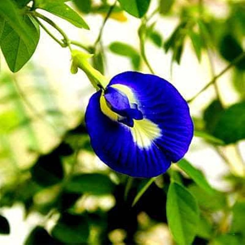 Heirloom Non-GMO Clitoria Ternatea Flower Seeds for Planting – Blooms for Herbal and Vertical Gardens