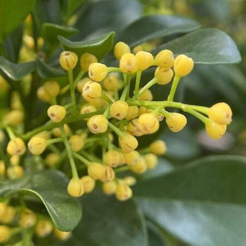 Aglaia Odorata Flower Seeds Heirloom Non GMO Planting - 100 pcs
