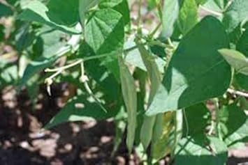 Black Turtle Bean Phaseolus vulgaris seeds for planting in vegetable patch