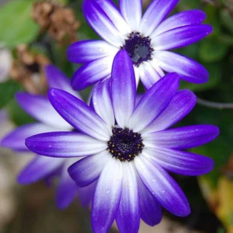 Heirloom Brachyscome Flower Seeds for Garden Planting, Non-GMO, Daisy-Like Blooms for Edging