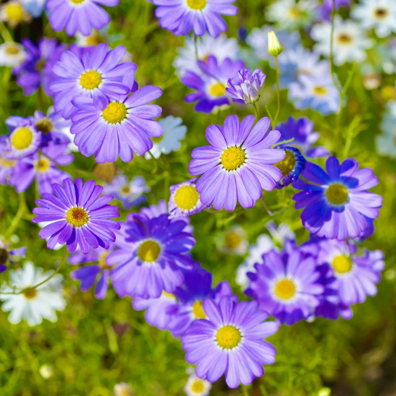 Blue Iberidifolia Flower Seeds for Planting for planting in home garden