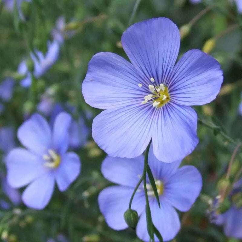 Heirloom Linum Flower Seeds, Non-GMO Flax Blooms for Pollinator-Friendly Garden Planting for planting in home garden