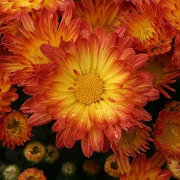 Yellow (Yellow scientific name) for planting in garden