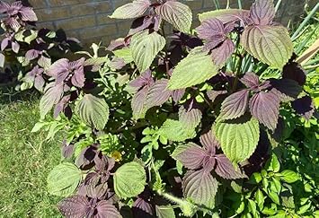 Shiso Leaf Perilla frutescens seeds for planting