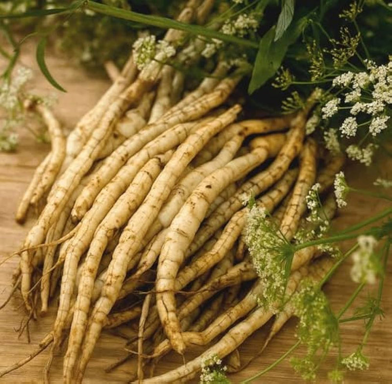 White Skirret plants growing with lush green foliage in a home vegetable garden.