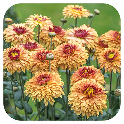 Chrysanthemum Dendranthema Early Spray Gompie Bronze with abundant bronze flowers.