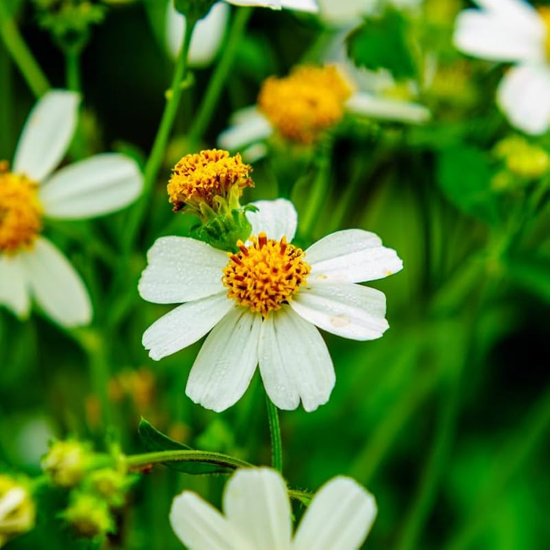 Bidens Pilosa Flower Seeds Heirloom Non GMO Planting - 100 pcs