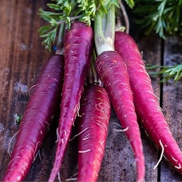 Carrot Daucus carota seeds for planting in vegetable garden