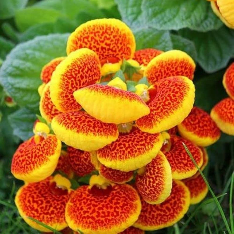 Calceolaria Purse Flower Seeds – Heirloom Non-GMO Seeds for Bright and Decorative Garden Planting