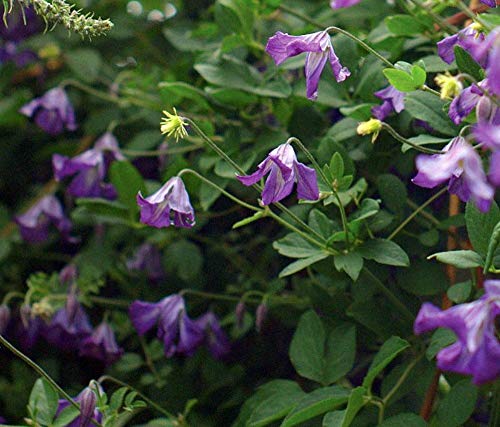 Violet Viticella Flower Seeds for Planting - NON GMO Seeds for planting in home garden