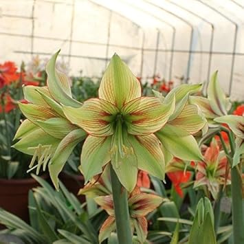 Green (Green scientific name) for planting in garden