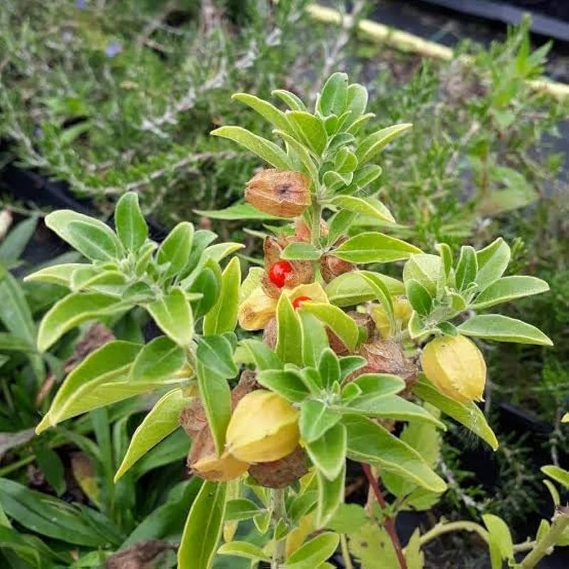 Heirloom Non-GMO Ashwagandha Flower Seeds for Planting – Medicinal Herb Seeds for Healing Gardens - Non-GMO for planting in home garden