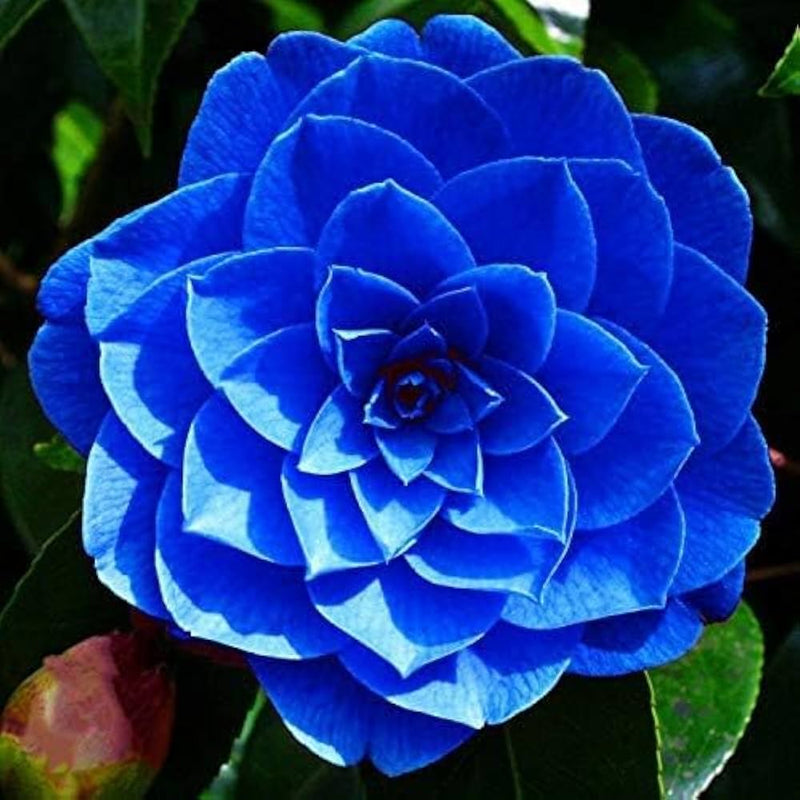 Blue Camellia Flower Seeds – Heirloom Non‑GMO