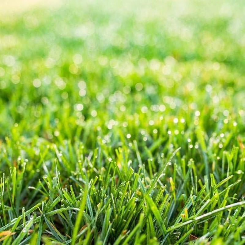 Close-up of green grass with dew drops on a blurred background