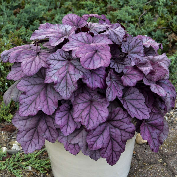 Baby Pink Heuchera Flower Seeds for Planting - Heirloom, NON-GMO Seeds for Garden Growth