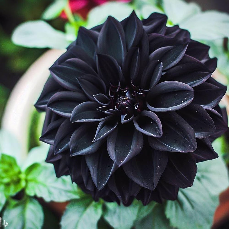 Black Pompon Dahlia Flower Seeds for Planting - Heirloom & Non-GMO Seeds, Beautiful Blooms for planting in home garden
