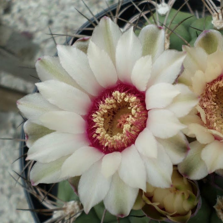 Gymnocalycium Flower Seeds – Heirloom Non-GMO Seeds for Cactus Garden Planting