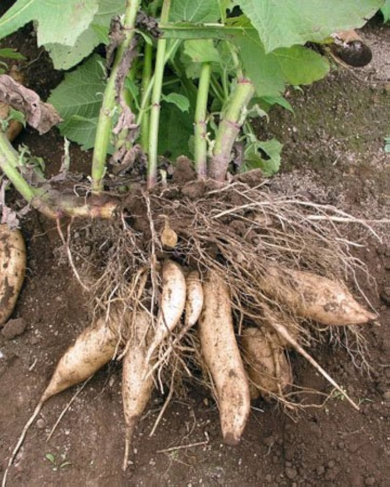 Yacon Vegetable Seeds for Planting heirloom & Non-GMO Seeds